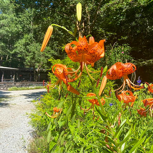 The River's Edge Spring Flowers