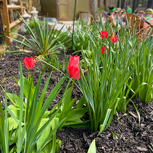 The River's Edge Tulips
